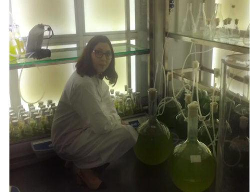 Microalgae cultivation